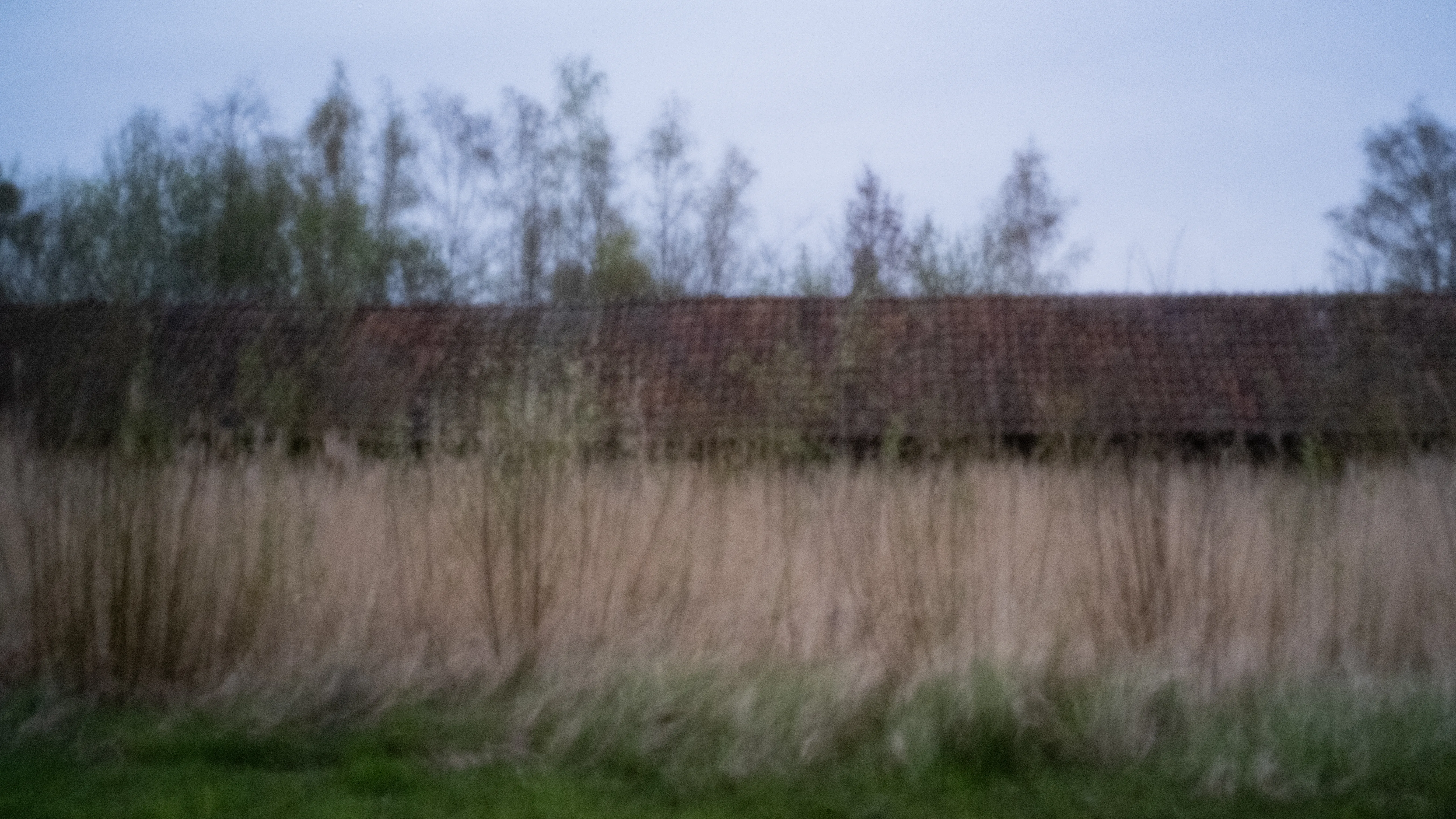 Long drying shed behind a fringe of reeds