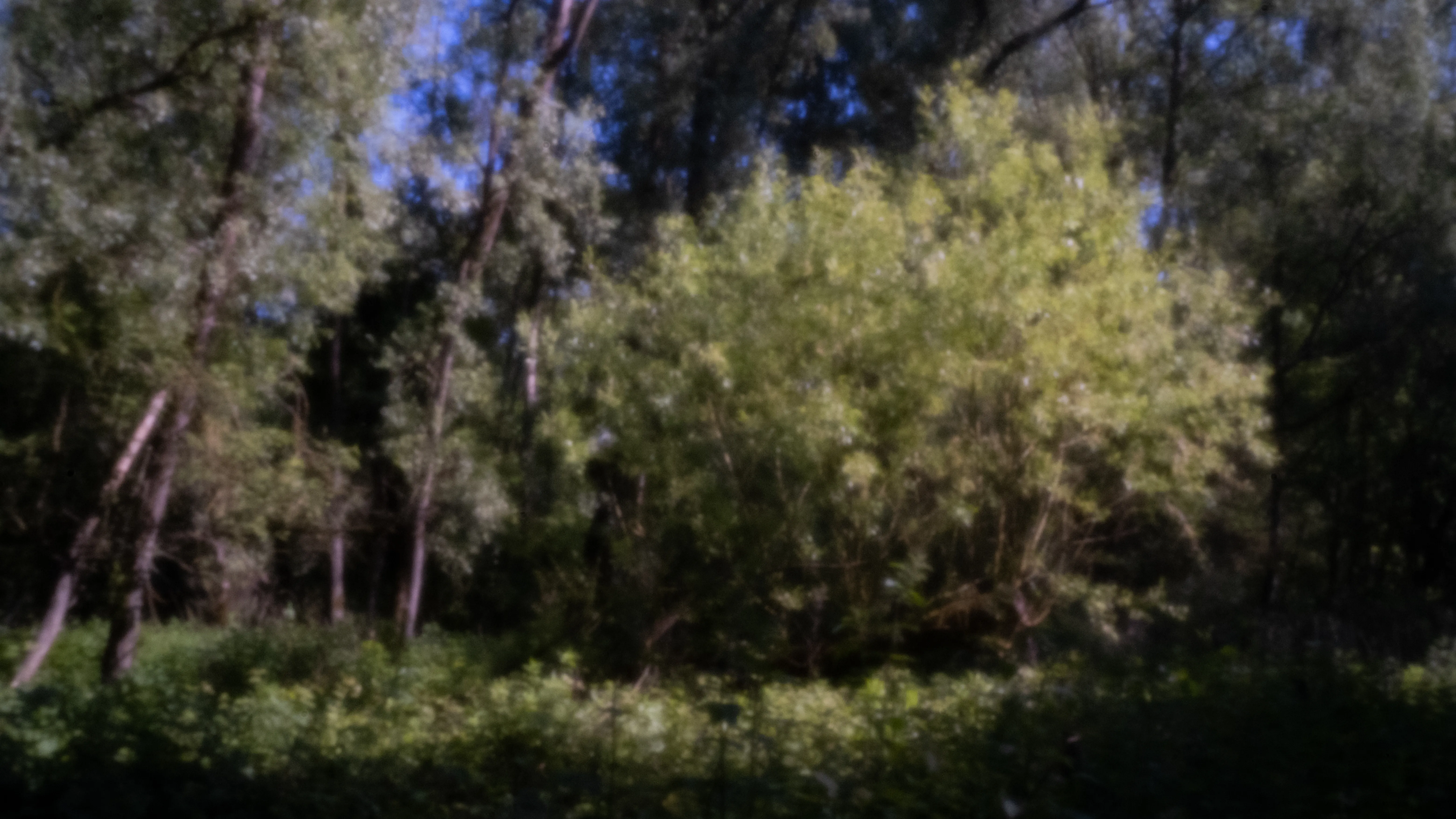 Dense greenery around the old clay pits