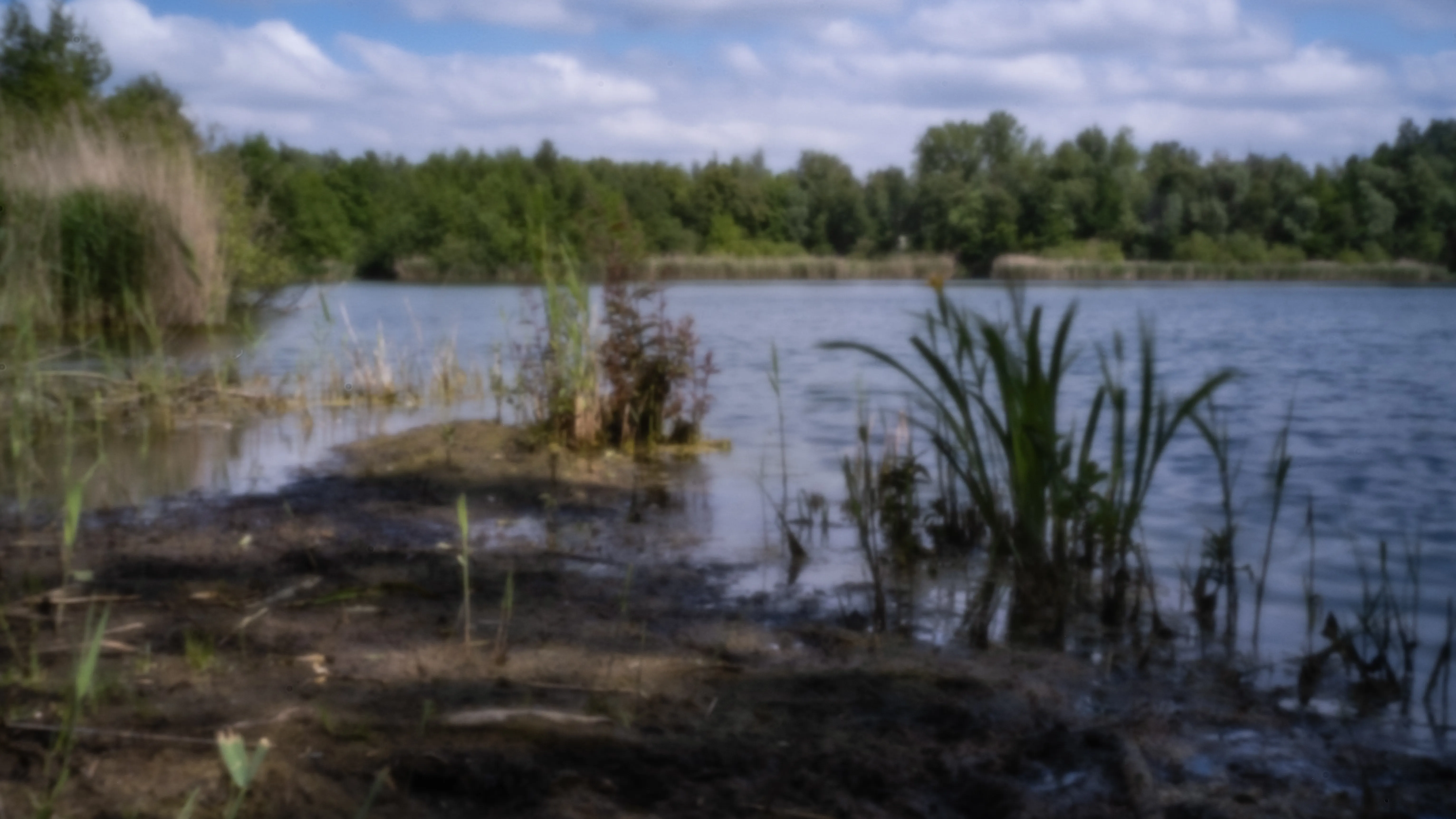 Bank of a clay pit with reeds and floating plants