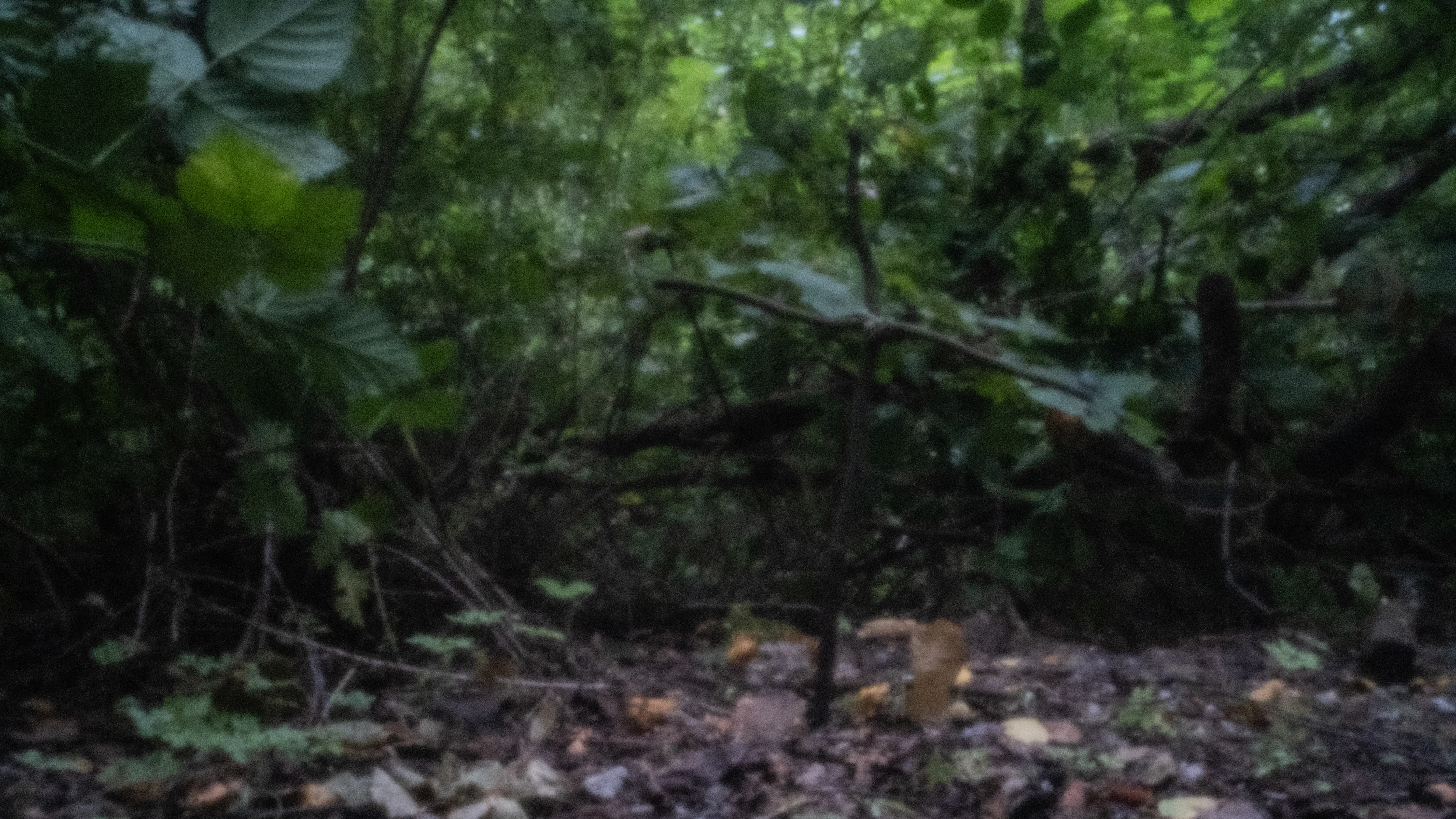 Leaves and ferns on the shaded forest floor