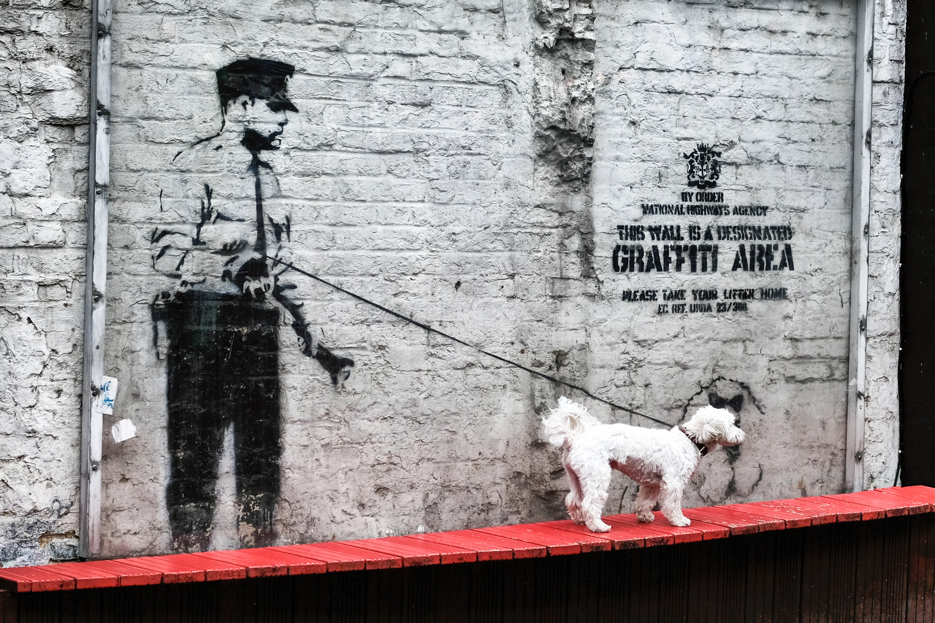 White poodle on a red ledge in front of a wall with Banksy graffiti